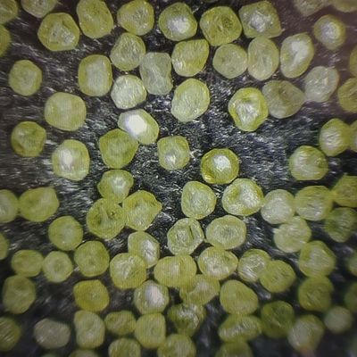Diamanti sintetici industriali in polvere di microni di diamanti con politica di rimborso di 30 giorni