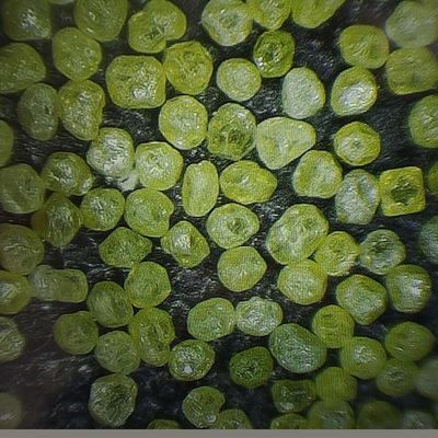 US Xinrui Mbd polvere di diamanti sintetica R per utensili di diamanti 80.00cm * 50.00cm * 30.00cm